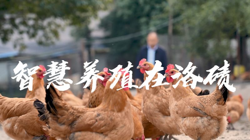 细胞培养基：如何选择合适的品牌？**